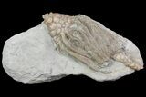 Bargain, Macrocrinus Crinoid Fossil - Crawfordsville, Indiana #68487-1